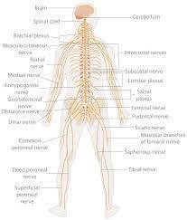 The organ system that coordinates the activities of muscles, monitors organs, constructs and processes data received from the senses, and initiates actions. Nervous System Wikipedia