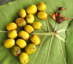 Image result for Gmelina