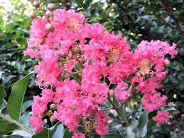 We did not find results for: A Guide To Northeastern Gardening Crape Myrtle Plants Street Trees