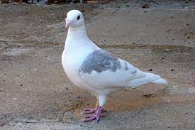 Racing Pigeon Hanging Around What Should I Do