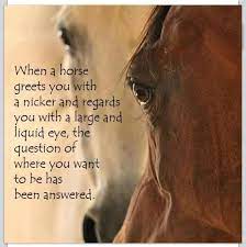 Pin On Horse