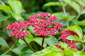 Image result for Leea