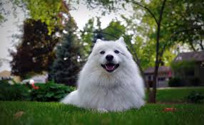 yaponskie porody sobak foto kratkaya harakteristika osobennosti smotri bolshe http kot pes com yaponskie porody sobak foto kratkaya xara dogs animals husky