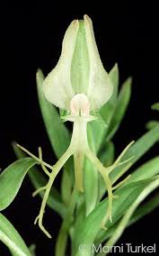 Image result for Habenaria galpinii