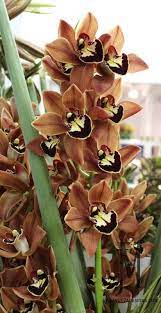 Cymbidium Orchid Brown All Year Brown Burgundy Flowers Flower Guide Cymbidium Orchids Burgundy Flowers