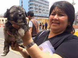 Venta de perros en valencia y alicante. Mercado Central Venden Perros Por Catalogo Pese A Prohibicion Municipal Fotos Lima El Comercio Peru