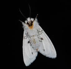 Arthur anker of bishkek, kyrgyzstan. Venezuelan Poodle Moth Fotos Facebook