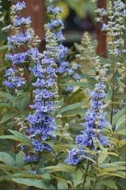 Image result for Vitex mombassae