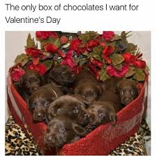 We did not find results for: 155 Dog Memes That Make Them Smarter Than Their Hoomans