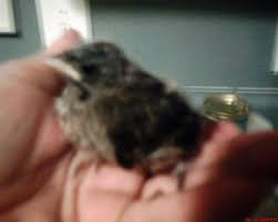 Lucky The Baby House Finch