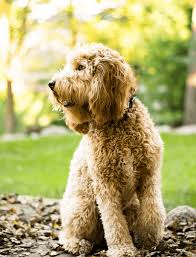 Maybe you would like to learn more about one of these? Labradoodles By Hazel