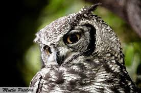 Puhu Kuslari Hayvanlar Owl Puhu