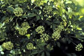 Image result for Acanthopale confertiflora