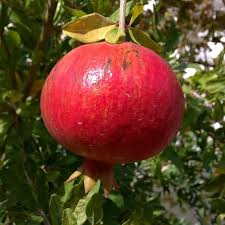 The pomegranate tree is drought tolerant and can be grown in a dry area and in areas where there is good rainfall. Wonderful Pomegranate Pomegranate Trees Stark Bro S