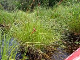 Image result for Teleiodes sequax