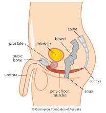Male Pelvic Floor Exercises Continence Foundation Of Australia