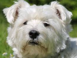 The west highland white terrier is a sturdy little dog with a deep chest and a slightly rectangular shape. West Highland White Terrier Wesen