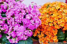 Image result for Kalanchoe calandiva