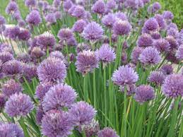 Delicious Flowers Planting Bulbs Flower Garden Plants Plants