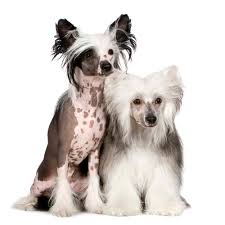 Check spelling or type a new query. The Chinese Crested 10 Awesome Facts You Should Know Animalso