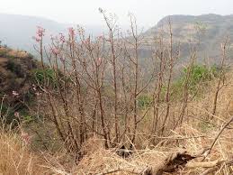 Image result for Dichaetanthera