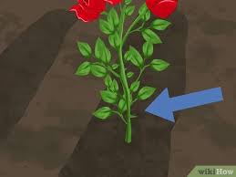 Check spelling or type a new query. How To Graft Roses 14 Steps With Pictures Wikihow