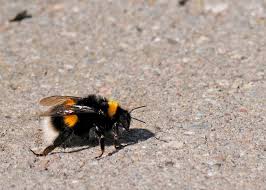 Hummeln Helfen Loffel Zucker Und Wasser Wirken Wunder Hummeln Bienenfreundlicher Garten Garten