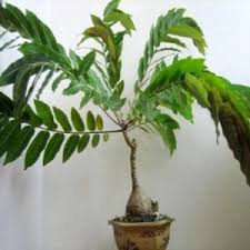 Image result for Kirkiaceae