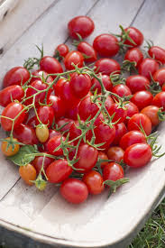 Fafard Top 10 Best Tasting Cherry Tomatoes