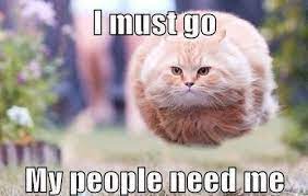 Pin By Tayvis Hettinga On Funny Funny Cat Photos Funny Dog Captions Funny Animal Pictures