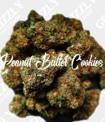 A fun easy treat that kids can even decorate on their own! Peanut Butter Cookies Feminized Seeds Grizzly Seed Bank Tastebudz Seeds