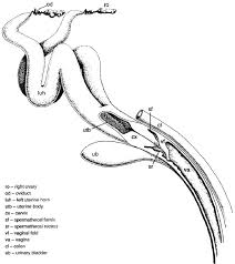 It consists of three major phases, the follicular phase, ovulation and the luteal. Reproductive Tract Of A Female Bottlenose Dolphin The Internal Download Scientific Diagram