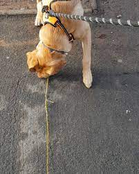 Puppy Training Biting Feet Anyone Else Like To Grab Sticks On Their Walks Hope Everyone Is Having A Fa Puppy Training Biting Puppy Training The Perfect Dog