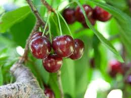 Note that this there are many many more tools made by cherry somewhere online, flapping around the breeze in forum posts and such. Bing Cherry Care Learn About Growing Bing Cherries In The Landscape