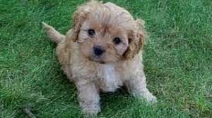 See history of how we started with cavapoo/ cavoodle puppies bottom of page. Puppies For Sale Local Breeders Unique Cavapoo Puppies For Sale In Atlanta Georgia Ga At Puppies For Sale Local Breeders