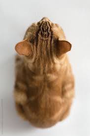 Pin On Cute Animal Pix
