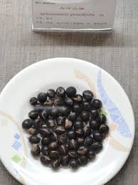 Image result for Aphanamixis