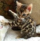 Kittens - Bengal Breeder | Northern Virginia | Apex Bengals