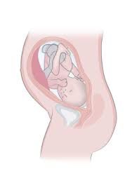 Cambios fisiológicos del bebé durante el tercer trimestre. Semana 31 De Embarazo Inatal El Embarazo Semana A Semana