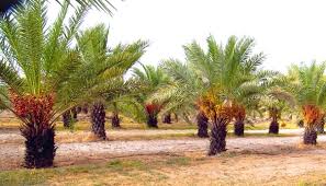 Dates Farming Information Guide Agri Farming Eg:telugu blog or your name. dates farming information guide agri