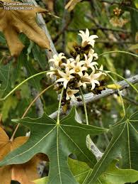 Image result for Brachychiton