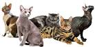 Hypoallergenic Cat Breeds - Cats for People with Allergies