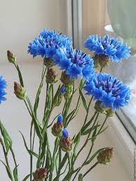 Pin By Andrea Pfafferott On Hezke Obrazky Bachelor Button Flowers Amazing Flowers Flowers Photography