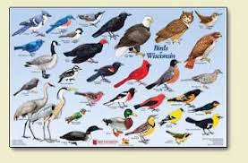 Wisconsin Birds Birds Backyard Birds Animals