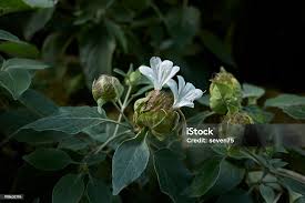 Image result for Barleria albostellata