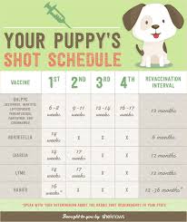 5 in 1 vaccine for puppies schedule goldenacresdogs com