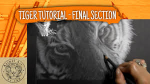 Despite balram's optimism towards the end of the white tiger, the final shot in which his drivers break the fourth wall and look on with a burning. White Tiger Coloured Pencil Drawalong Final Section Youtube