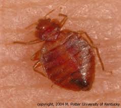 Image result for Bed Bug