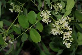 Image result for Dalbergia melanoxylon