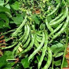 Image result for Dolichos